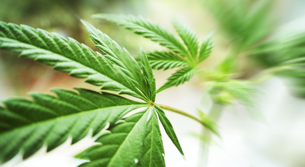 Kolejny stan legalizuje marihuanę w USA. Michigan jest 10 tym stanem legalizującym konopie indyjskie