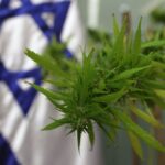 Izrael uzyskał zgode na eksport marihuany medycznej.