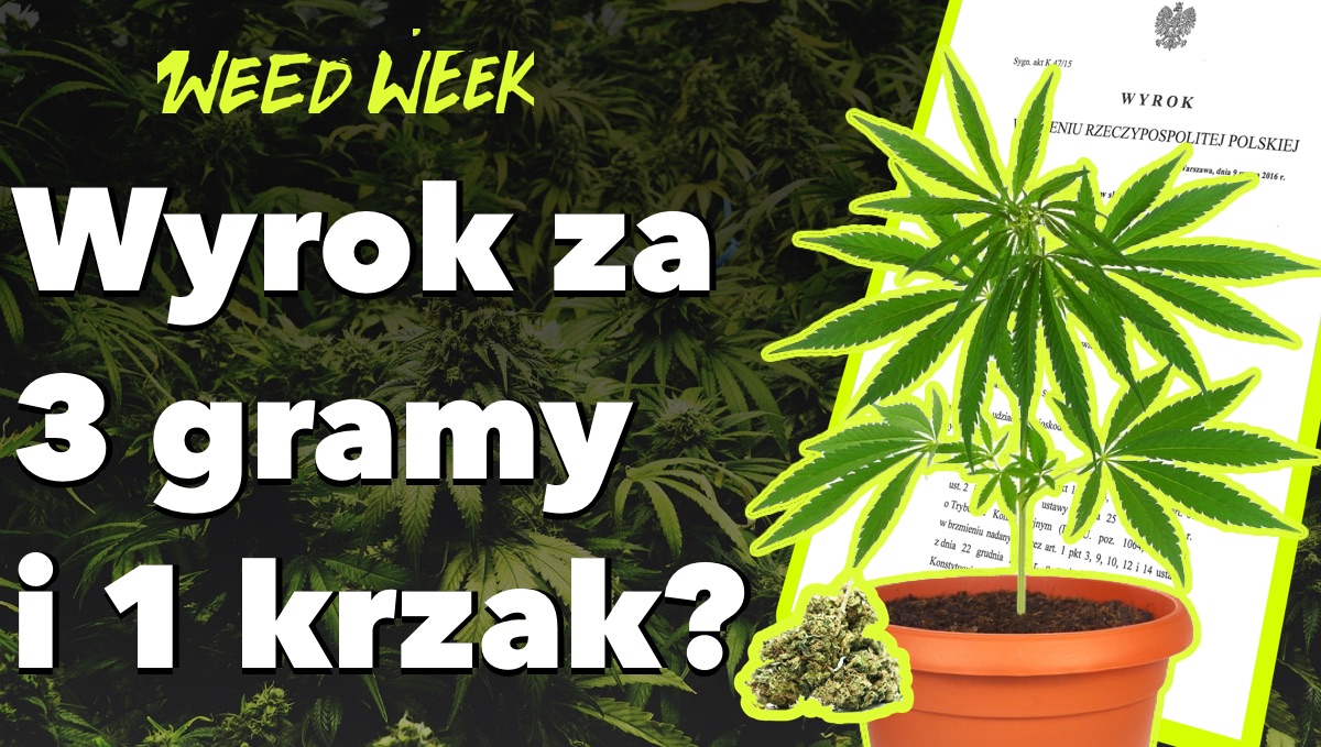 Wyrok za 3 gramy i krzak? MArlboro inwestuje w marihuanę a Nowy Jork chce modernizować metro za pieniądze z legalizacji konopi indyjskich