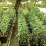 Policja zlikwidowała uprawę marihuany w Kostrzynie nad Odrą. Zabezpieczono 30 kg suszu i 312 krzaków.