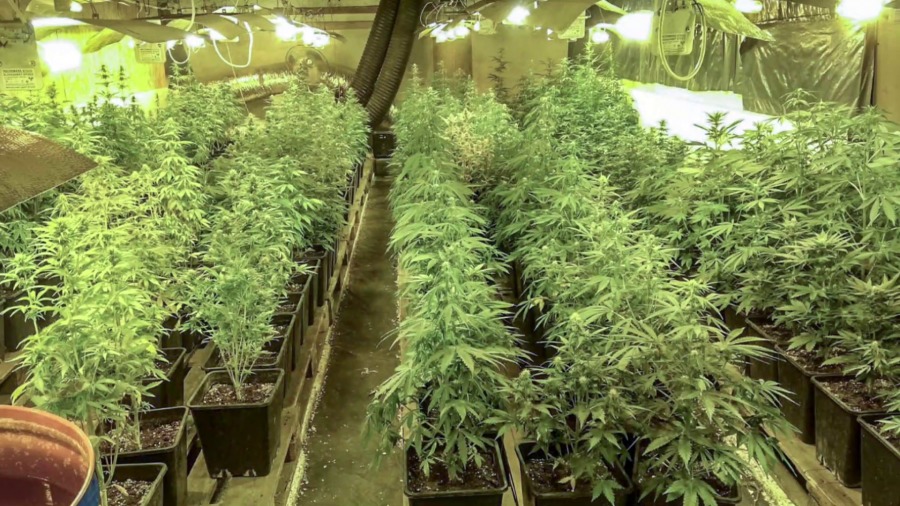 Policja zlikwidowała uprawę marihuany w Kostrzynie nad Odrą. Zabezpieczono 30 kg suszu i 312 krzaków.