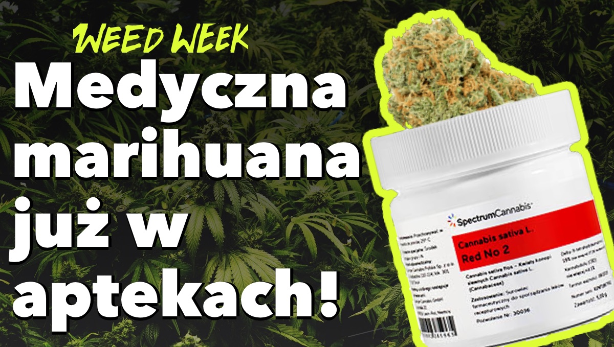 Medyczna marihuana w Aptekach, Kali i jego 1,5 metrowe Bongo oraz przemyt 60 kg marihuany