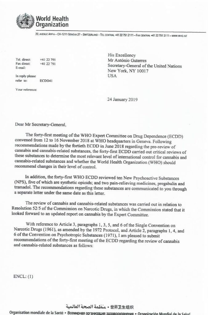 Światowa Organizacja Zdrowia wystosowała rekomendację aby usunąć Cannabis z listy substancji psychoaktywnych i kontrolowanych