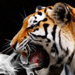 Wkradli się do domu aby zapalić marihuanę a znaleźli…. tygrysa!