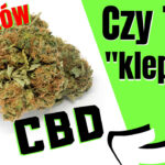 Czy susz CBD, tkzw. "legalne zioło" klepie? Czy jest po tym haj? 8 rzeczy, których możesz nie wiedzieć o CBD