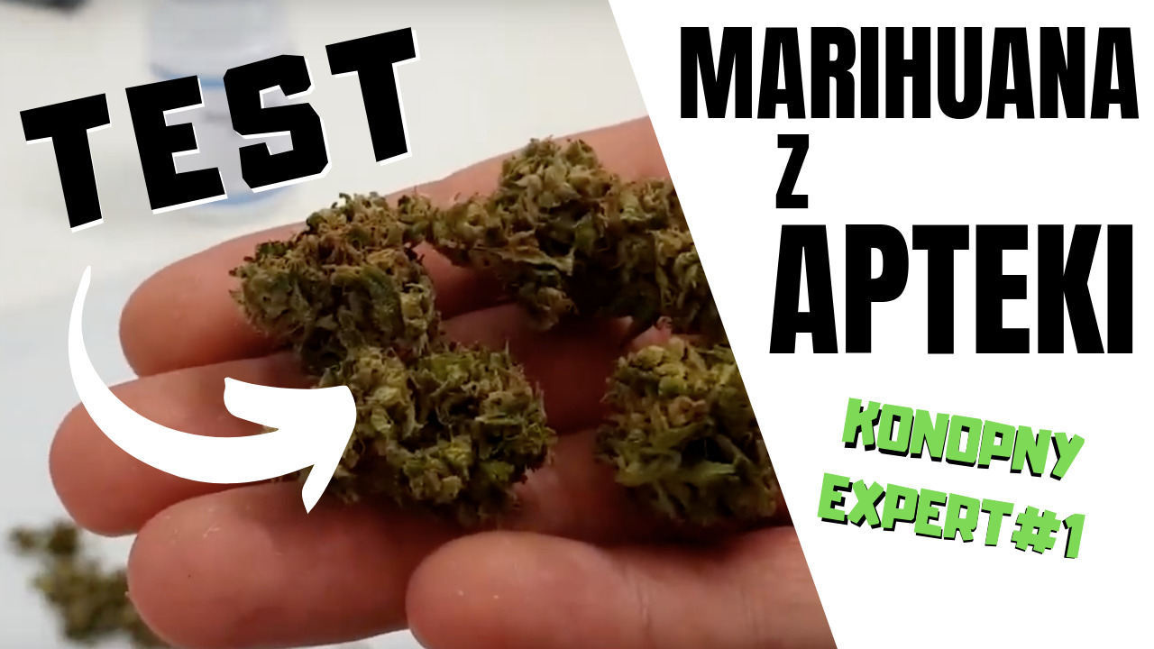 Recenzja suszu medycznej marihuany z apteki - Aurora Pedanios