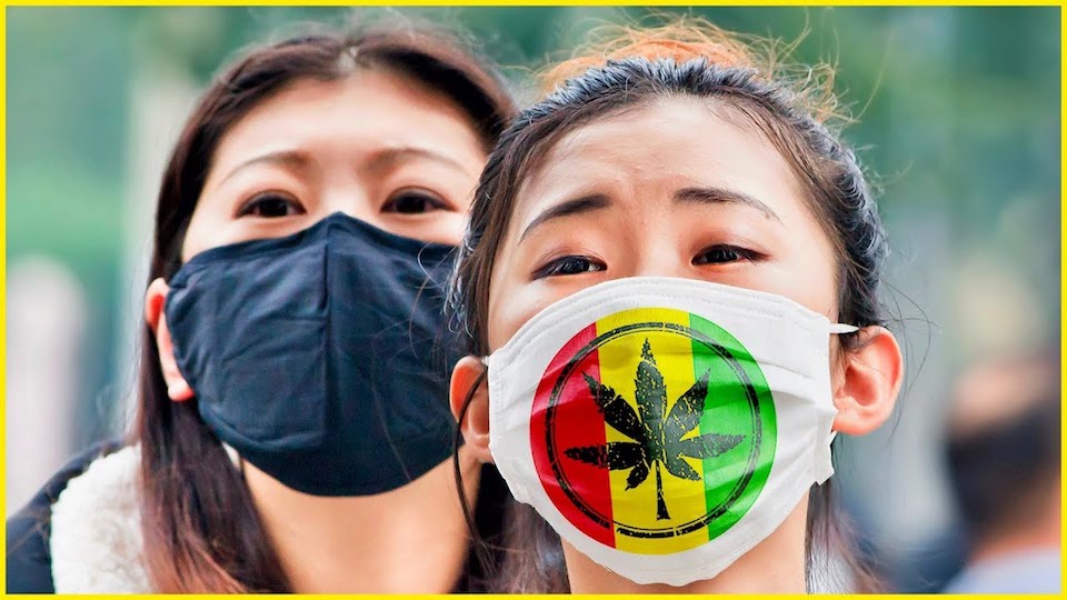 Chiny produkują prawie połowę uprawianych na świecie konopi