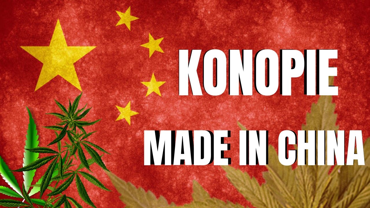 Chiny produkują prawie połowę uprawianych na świecie konopi