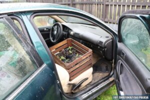 Uprawiał marihuanę w SAMOCHODZIE.