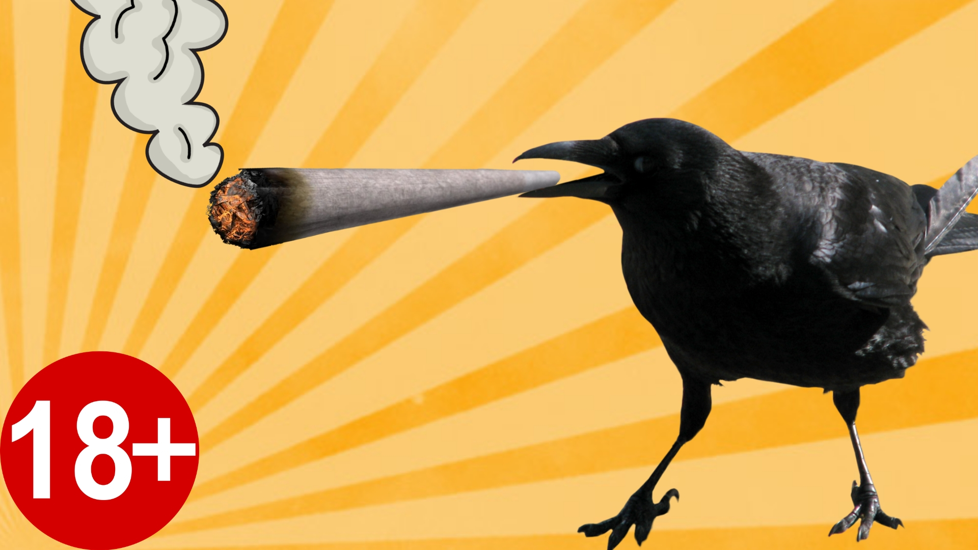 Ta wrona ewidentnie lubi palić marihuanę z wiadra