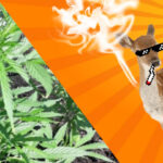 Sprzedawał marihuanę przez internet. Część zjadły sarny