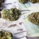 Kanada zarobiła 1100 mln USD na legalizacji marihuany