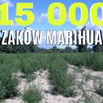 Plantacja na powierzchni 4 hektarów. 15 tysięcy krzaków marihuany były usuwane przez 2 dni.