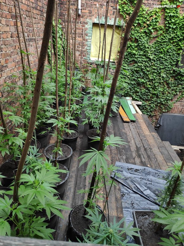 Policyjny dron wykrył plantację na dachu w jednego z budynków w Katowicach.