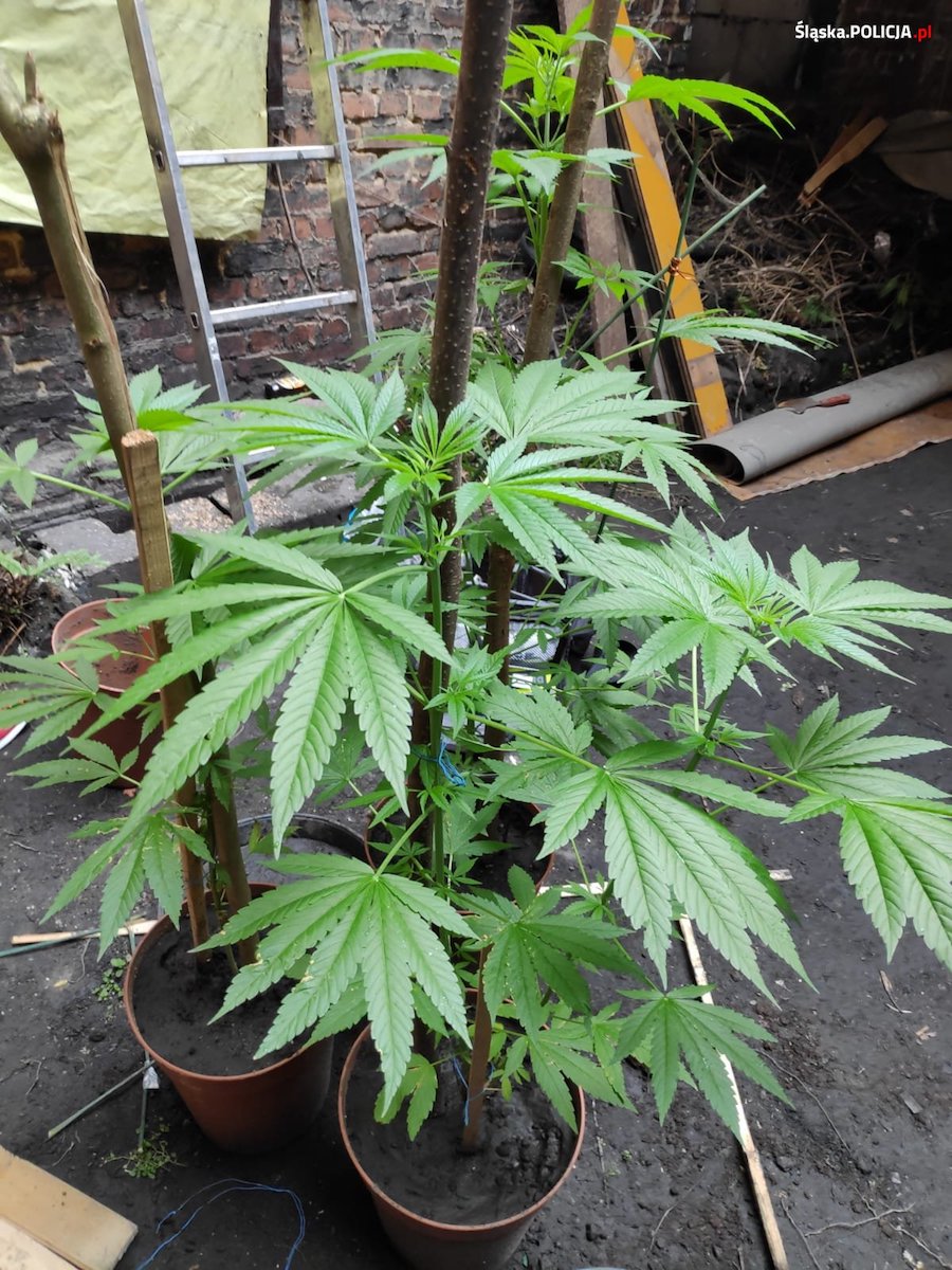 Policyjny dron wykrył plantację na dachu w jednego z budynków w Katowicach.