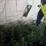 Mieszkaniec Rudy Śląskiej wynajął magazyn aby uprawiać w nim marihuanę.