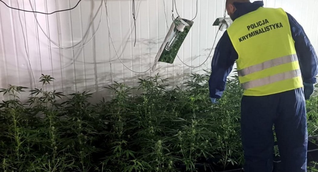 Mieszkaniec Rudy Śląskiej wynajął magazyn aby uprawiać w nim marihuanę.
