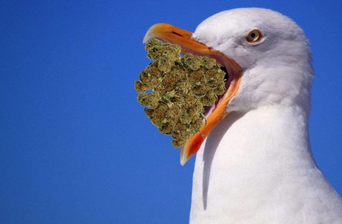 mewa uratowala przed arezztowaniem. Porwala worek a marihuaną. Szwecja