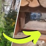 Plantacja marihuany w Świętokrzyskim w ukrytym pomieszczeniu. Przejście było ukryte w ścianie.