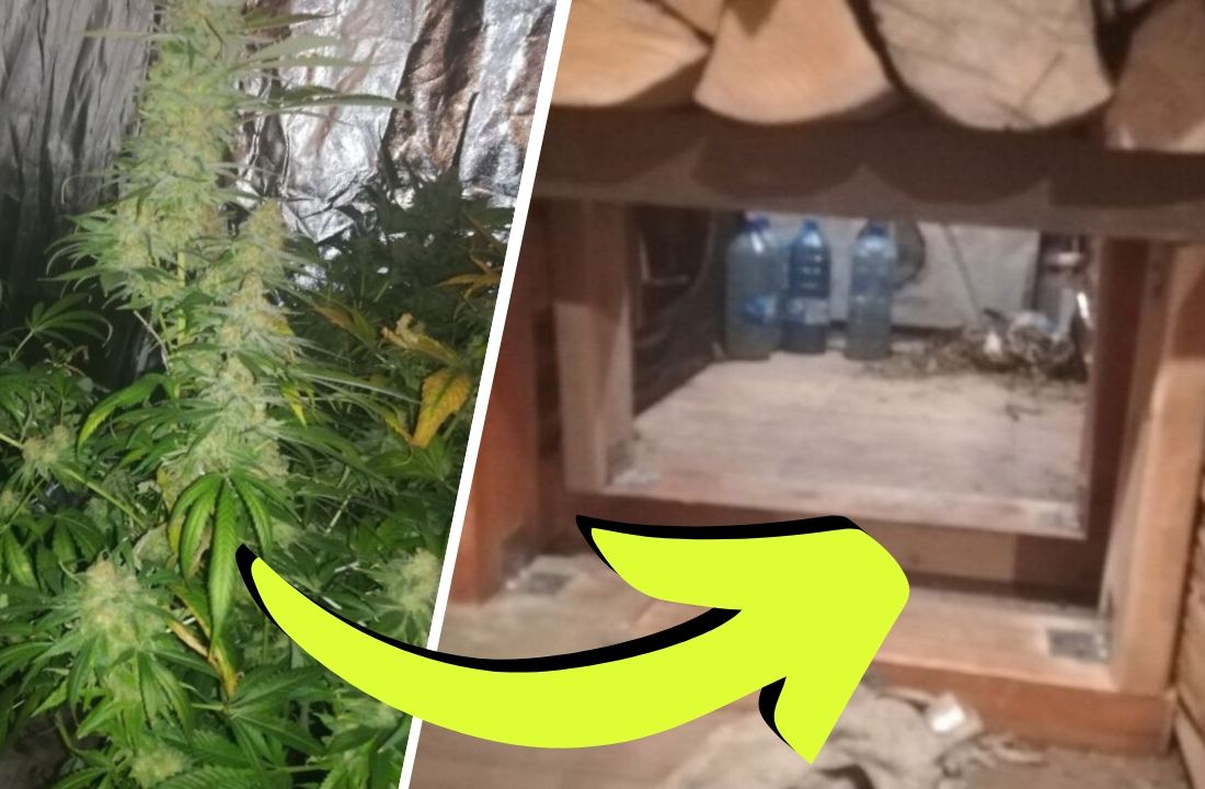 Plantacja marihuany w Świętokrzyskim w ukrytym pomieszczeniu. Przejście było ukryte w ścianie.