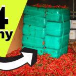 Z Meksyku do USA przemycano 11 ton marihuany w papryczkach jalapeno.