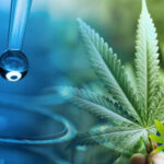 nanotechnologia nanoenkapsulacja oleju cbd i thc