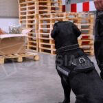 W zabrzu wykryto 9 kg suszu konopi w przesyłce zza granicy. Czy jest to kolejny cios w legalny rynek CBD?