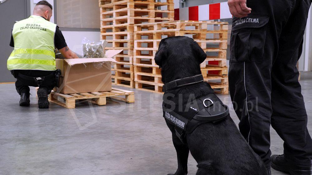 W zabrzu wykryto 9 kg suszu konopi w przesyłce zza granicy. Czy jest to kolejny cios w legalny rynek CBD?