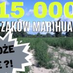 Wyniki badań uprawy pod Ciechocinkiem - 15 000 krzaków konopi.