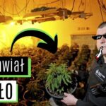 Jastrzębie Zdrój - Policjant został aresztowany za uprawę marihuany i handel