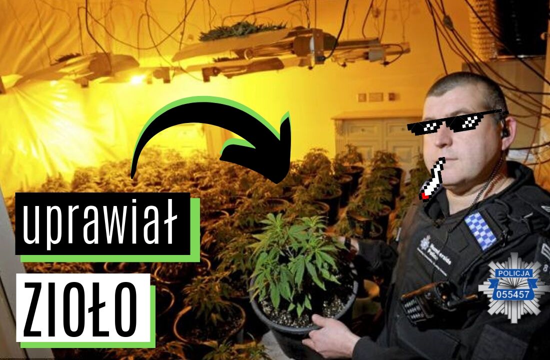 Jastrzębie Zdrój - Policjant został aresztowany za uprawę marihuany i handel