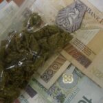 Miliardy dolarów na konopiach zarobić mogą inwestorzy i państwa, które marihuanę zalegalizują. Nowe miejsca pracy.