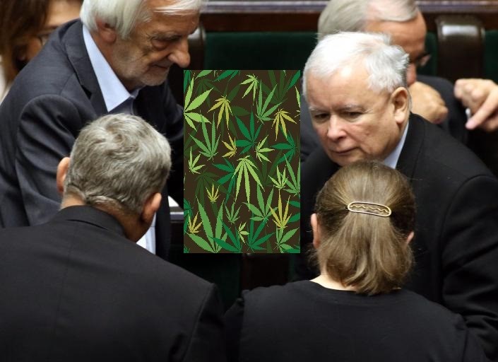 Legalizacja marihuany PiS. Nowa Sól