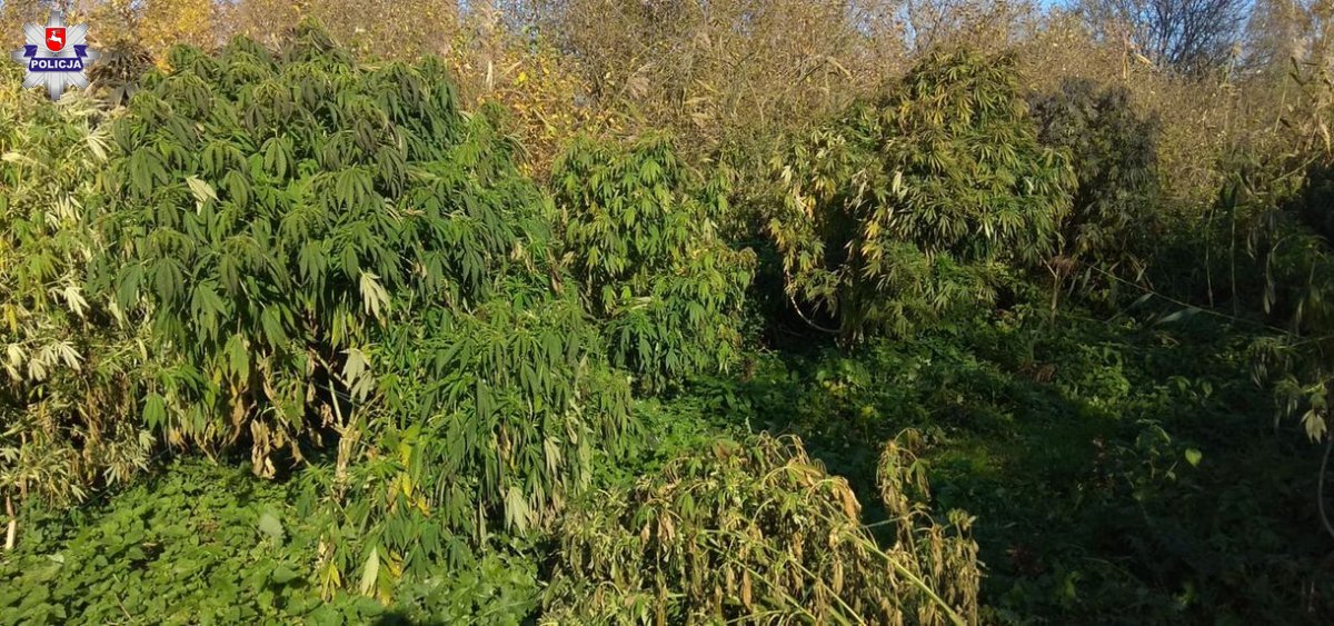 Uprawa marihuany Lublin Policja, poszukiwany plantator