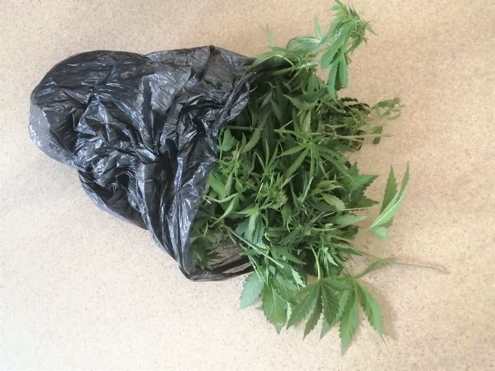 Pokojowa uprawa marihuany w Polkowicach