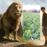 Bajeczna faza po marihuanie Wrocław