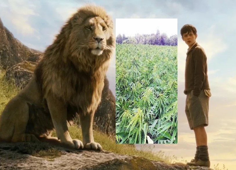 Bajeczna faza po marihuanie Wrocław