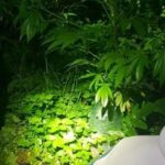 24 latek z Zabierzowa pochwalił się policjantom swoją uprawą marihuany. Zabrał ich na swoją plantację.