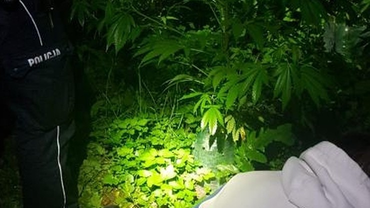 24 latek z Zabierzowa pochwalił się policjantom swoją uprawą marihuany. Zabrał ich na swoją plantację.