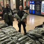 Policjanci myśleli, że to marihuana i przejęli 48 kilogramów suszu CBD!