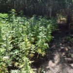 1700 porcji marihuany Jeleśnia góry pustostan