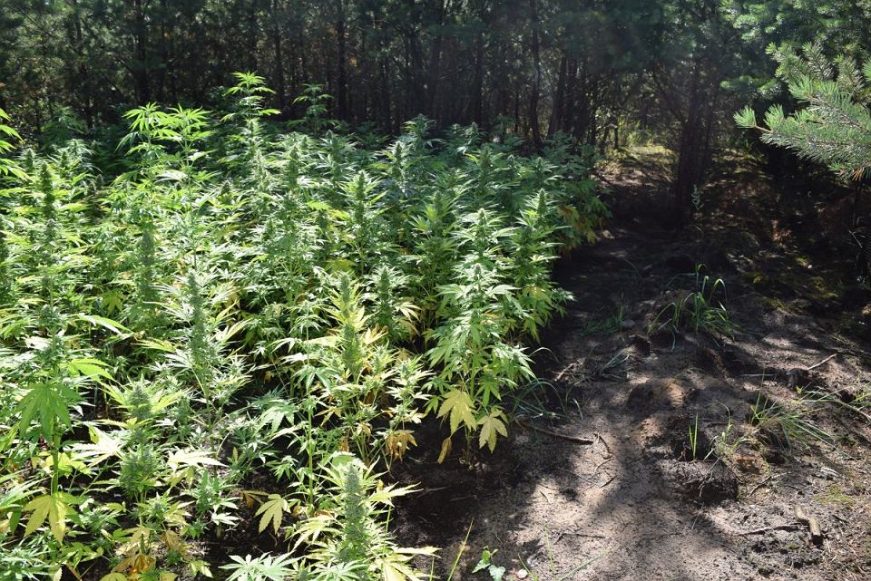 1700 porcji marihuany Jeleśnia góry pustostan