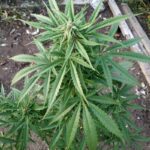 Nie był to bynajmniej szef wszystkich szefów, czyli Krzysztof Jarzyna ze Szczecina tylko 25 letni mieszkaniec zachodniopomorskiej stolicy. Znany policjantom z handlu marihuaną został przez nich zatrzymany. W efekcie doprowadził mundurowych na miejsce swojej skromnej uprawy konopi.