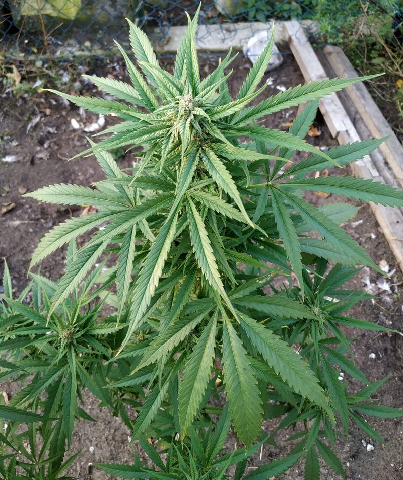 Nie był to bynajmniej szef wszystkich szefów, czyli Krzysztof Jarzyna ze Szczecina tylko 25 letni mieszkaniec zachodniopomorskiej stolicy. Znany policjantom z handlu marihuaną został przez nich zatrzymany. W efekcie doprowadził mundurowych na miejsce swojej skromnej uprawy konopi.