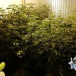 W sumie 53 krzewy marihuany i 5 kg amfetaminy w jednym z mieszkań w Wałbrzychu (woj. dolnośląskie). Plantację zlikwidowali tamtejsi policjanci. Zatrzymali też 29 latka, który zajmował się domową uprawą konopi indyjskich.