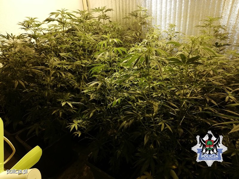 W sumie 53 krzewy marihuany i 5 kg amfetaminy w jednym z mieszkań w Wałbrzychu (woj. dolnośląskie). Plantację zlikwidowali tamtejsi policjanci. Zatrzymali też 29 latka, który zajmował się domową uprawą konopi indyjskich.