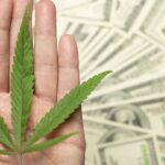 Miliardy dolarów zysków z marihuany. Według ekspertów za 10 lat zyski będą większe.