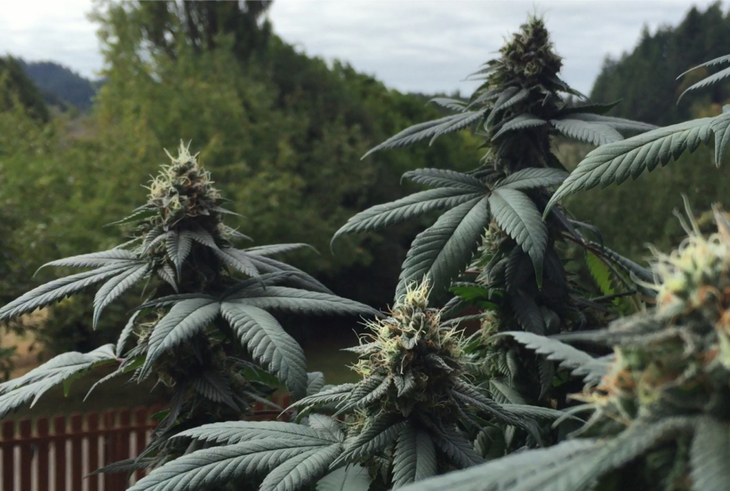 Na co pomaga olej CBD?