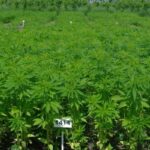 1000 kilogramów zasianych na powierzchni hektara konopi siewnych to zysk nawet do 15 tys. zł. Oczywiście łatwo mówić, trudniej robić, bo zaangażowanie rolnika przy takim przedsięwzięciu wymaga nie tylko potężnych nakładów pracy, ale także sprostania wielu przeciwnościom.