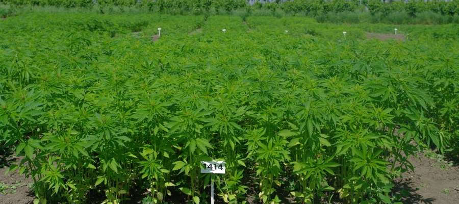 1000 kilogramów zasianych na powierzchni hektara konopi siewnych to zysk nawet do 15 tys. zł. Oczywiście łatwo mówić, trudniej robić, bo zaangażowanie rolnika przy takim przedsięwzięciu wymaga nie tylko potężnych nakładów pracy, ale także sprostania wielu przeciwnościom.